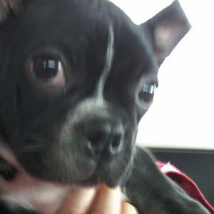 Meet your Posher, William lavoie